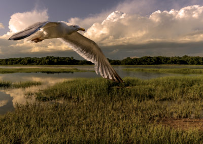 Seagull, Kings Park, New York
