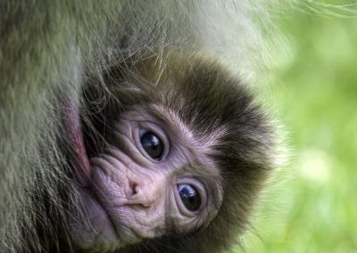 Baby snow monkey