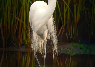 Egret