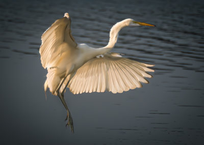 Egret