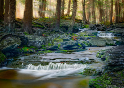 The light at the edge of the forest