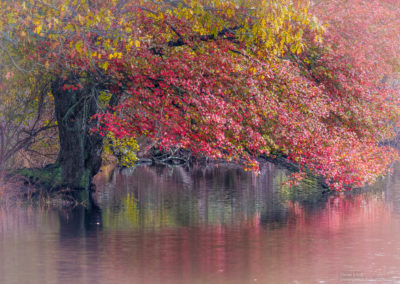 Autumn colors at Connetquot State Park