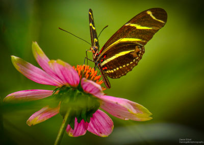 Zebra long wing butterfly